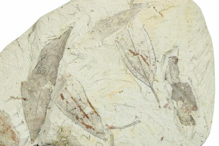 Miocene Fossil Leaf (Cinnamomum) Plate - Augsburg, Germany #254126